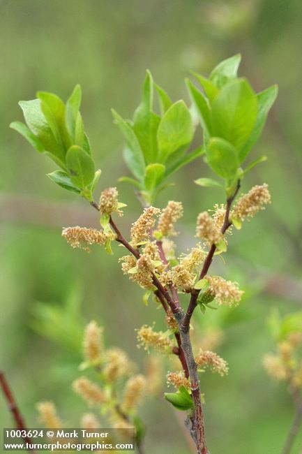 Salix prolixa