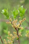 MacKenzie's Willow foliage & male aments