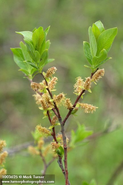 Salix prolixa