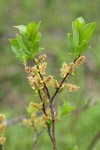 MacKenzie's Willow foliage & male aments