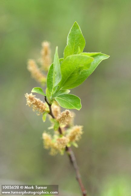 Salix prolixa