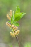 MacKenzie's Willow foliage & male aments