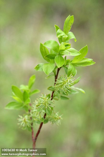 Salix prolixa