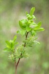 MacKenzie's Willow foliage & female aments