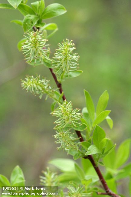 Salix prolixa