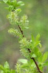 MacKenzie's Willow foliage & female aments