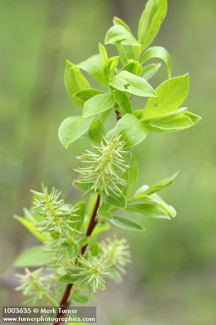 Salix prolixa