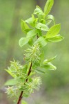 MacKenzie's Willow foliage & female aments