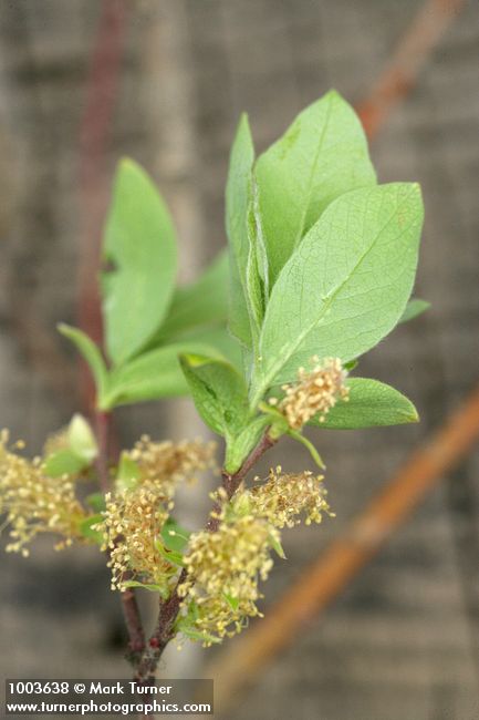 Salix prolixa