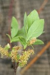 MacKenzie's Willow foliage reverse & male aments