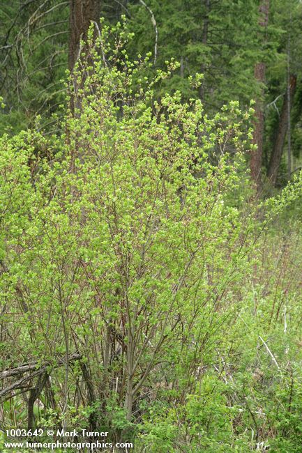 Salix prolixa