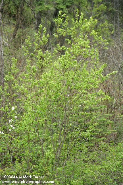 Salix prolixa