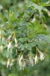 Snow Currant blossoms & foliage