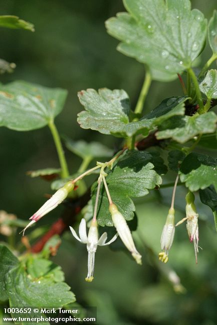 Ribes niveum