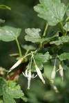 Snow Currant blossoms & foliage