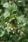 Snow Currant blossoms & foliage