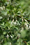 Snow Currant blossoms & foliage