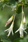 Snow Currant blossoms detail