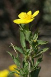 Bush Poppy blossom & foliage