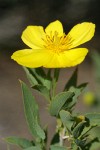 Bush Poppy blossom & foliage detail