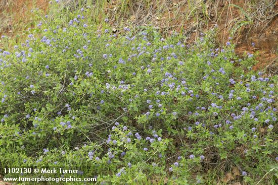 Ceanothus lemmonii