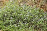 Lemmon's Ceanothus