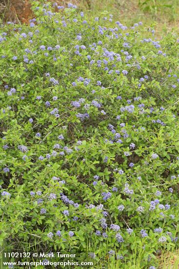 Ceanothus lemmonii