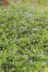 Lemmon's Ceanothus