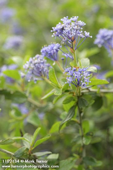 Ceanothus lemmonii