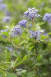 Lemmon's Ceanothus blossoms & foliage detail