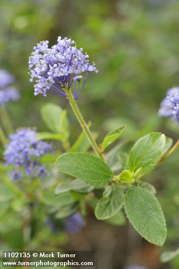 Ceanothus lemmonii