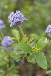 Lemmon's Ceanothus blossoms & foliage detail