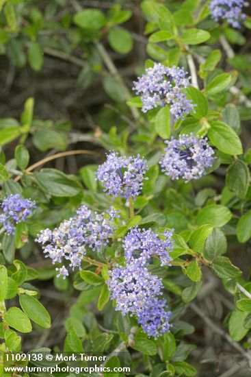 Ceanothus lemmonii