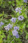 Lemmon's Ceanothus blossoms & foliage