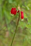 Firecracker Flower blossoms