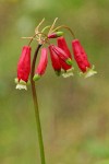 Firecracker Flower blossoms