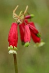 Firecracker Flower blossoms detail