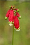 Firecracker Flower blossoms detail