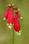 Firecracker Flower blossoms detail