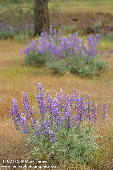 Lupinus albifrons