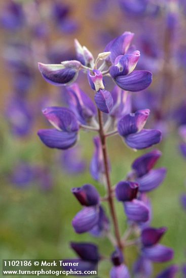 Lupinus albifrons