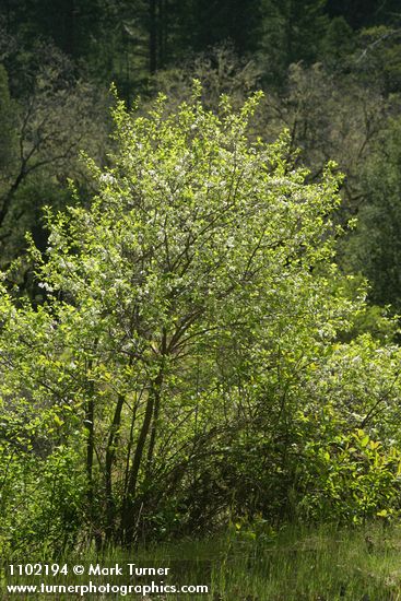 Prunus subcordata