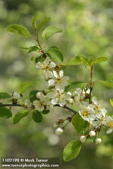 Prunus subcordata