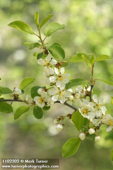 Prunus subcordata