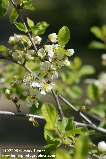 Prunus subcordata