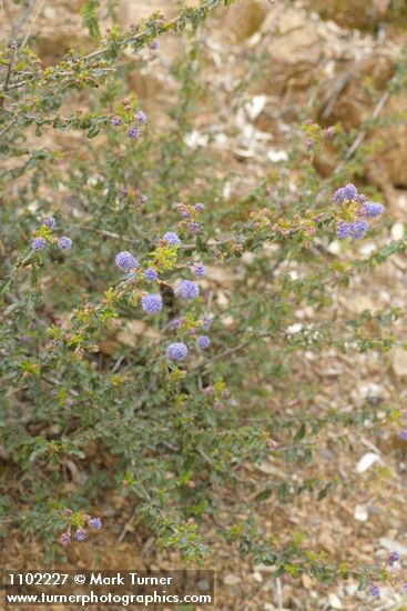 Ceanothus foliosus