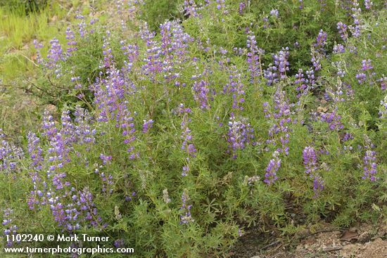 Lupinus formosus