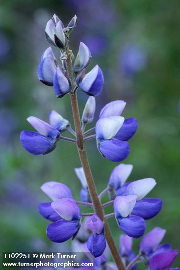 Lupinus formosus