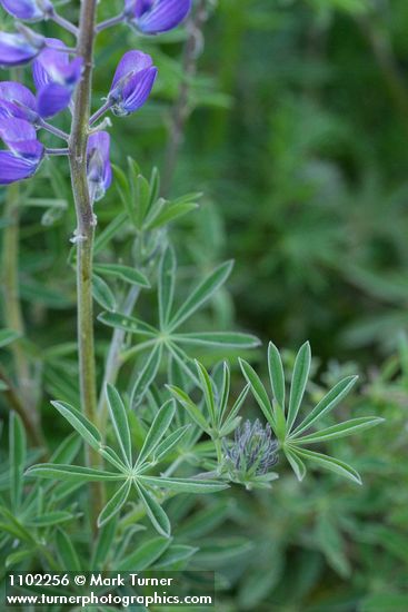 Lupinus formosus