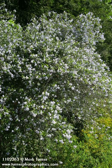 Ceanothus thyrsiflorus